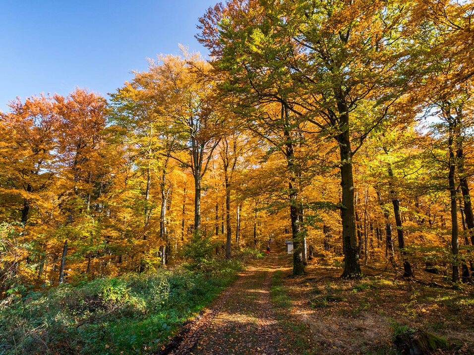 Wanderweg durch einen herbstlichen Wald am Wilzenberg.